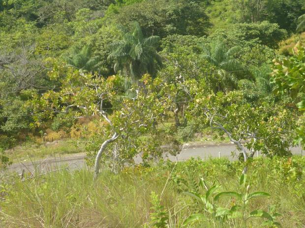 CHIRIQUI, BOCA CHICA, OCEAN AND MOUNTAIN VIEW PROPERTY.