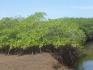 CHIRIQUI, SAN LORENZO, OCEANFRONT FARM FOR SALE IN CUCHARA, HORCONCITOS.