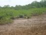 CHIRIQUI, SAN LORENZO, OCEANFRONT FARM FOR SALE IN CUCHARA, HORCONCITOS.