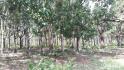 CHIRIQUI, SAN LORENZO, OCEANFRONT FARM FOR SALE IN CUCHARA, HORCONCITOS.