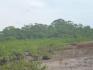 CHIRIQUI, SAN LORENZO, OCEANFRONT FARM FOR SALE IN CUCHARA, HORCONCITOS.