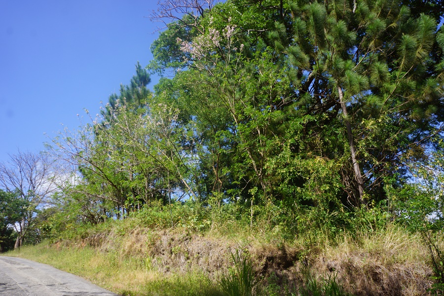 PANAMA OESTE, SAN CARLOS, SORA, PROPERTY LOCATED NEAR ALTOS DEL MARIA.