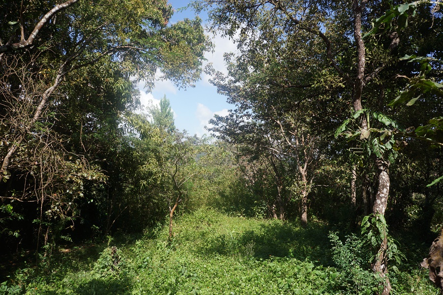 PANAMA OESTE, SAN CARLOS, SORA, PROPERTY LOCATED NEAR ALTOS DEL MARIA.
