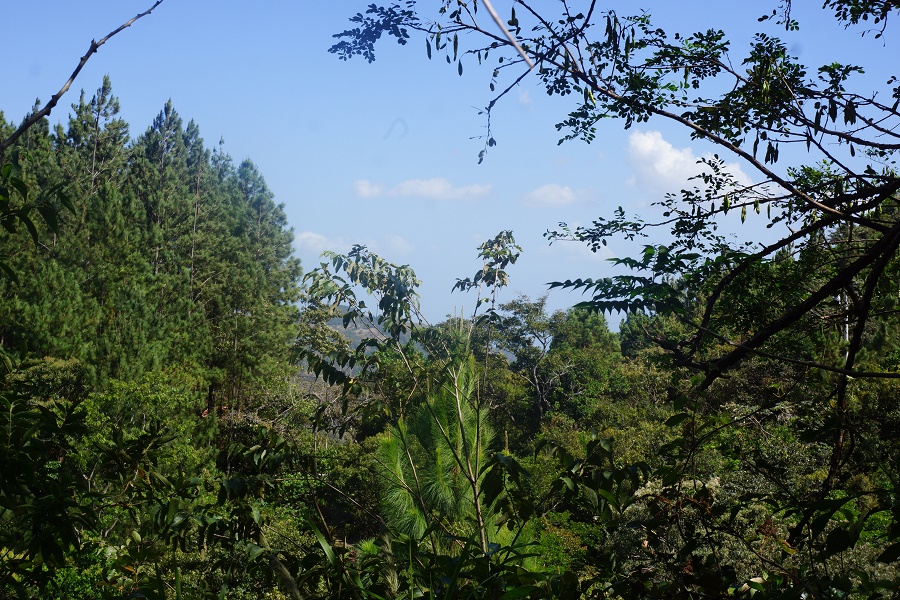 PANAMA OESTE, SAN CARLOS, SORA, PROPERTY LOCATED NEAR ALTOS DEL MARIA.