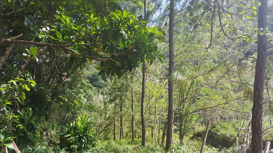 PANAMA OESTE, SAN CARLOS, SORA, PROPERTY LOCATED NEAR ALTOS DEL MARIA.