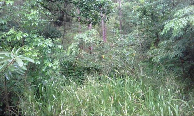 PANAMA OESTE, CHAME, LOTE DE MONTAÑA EN VALLE EL LAUREL, ALTOS DEL MARIA.