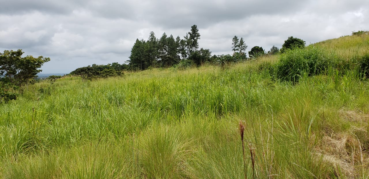 Roadway to El Valle Lot