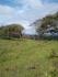 CHIRIQUI, BOQUERON, MOUNTAIN AND OCEAN VIEW FARM, LOCATED IN CORDILLERA.