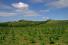 3 Ha Panama Permanent Residency Reforestation Complete Package
