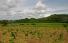 3 Ha Panama Permanent Residency Reforestation Complete Package