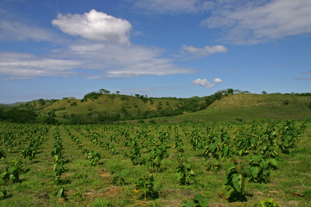 3 Ha Panama Permanent Residency Reforestation Complete Package