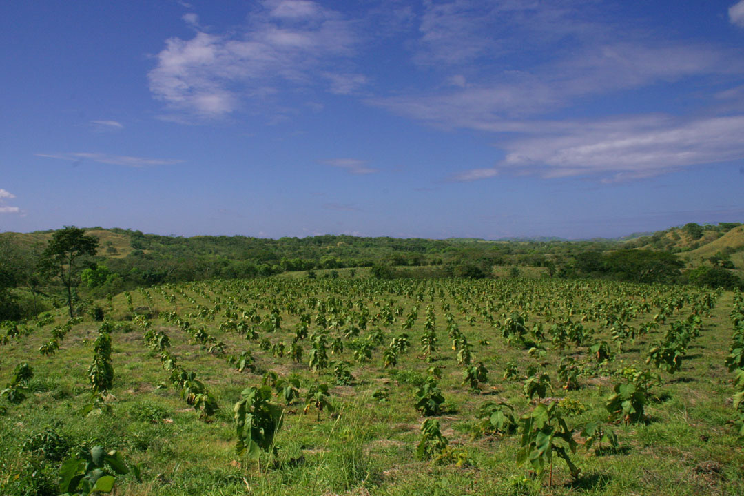 3 Ha Panama Permanent Residency Reforestation Complete Package