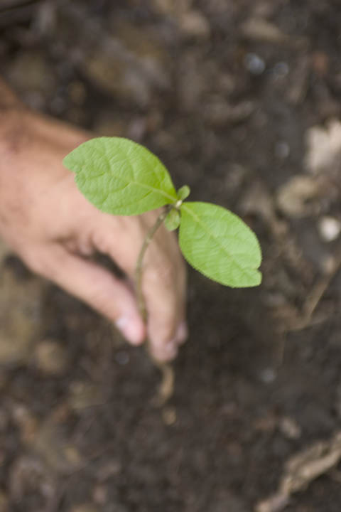 3 Ha Panama Permanent Residency Reforestation Complete Package