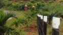 CHIRIQUI, SAN LORENZO, FARM LOCATED ON THE WAY TO PLAYA HERMOSA, BOCA CHICA.