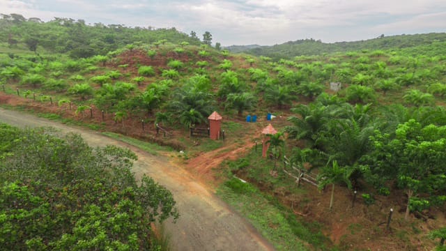 CHIRIQUI, SAN LORENZO, FARM LOCATED ON THE WAY TO PLAYA HERMOSA, BOCA CHICA.