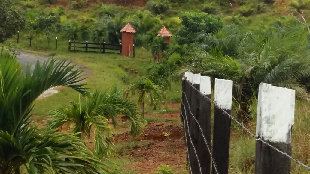 CHIRIQUI, SAN LORENZO, FARM LOCATED ON THE WAY TO PLAYA HERMOSA, BOCA CHICA.