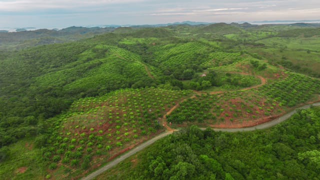 CHIRIQUI, SAN LORENZO, FARM LOCATED ON THE WAY TO PLAYA HERMOSA, BOCA CHICA.