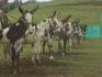 CHIRIQUI, DISTRITO DE DOLEGA, BEAUTIFUL MILE HIGH FARM IN THE HIGHLANDS OF POTRERILLOS ARRIBA