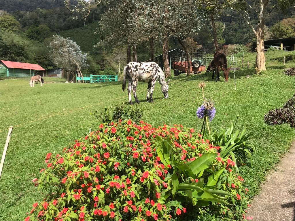 CHIRIQUI, DISTRITO DE DOLEGA, BEAUTIFUL MILE HIGH FARM IN THE HIGHLANDS OF POTRERILLOS ARRIBA
