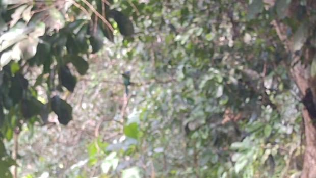 CHIRIQUI, BOQUETE, FINCA UBICADA EN PALMIRA ABAJO, CORREGIMIENTO DE PALMIRA.
