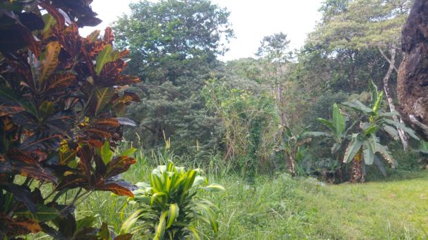 CHIRIQUI, BOQUETE, FINCA UBICADA EN PALMIRA ABAJO, CORREGIMIENTO DE PALMIRA.