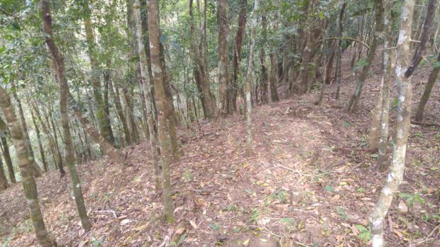 CHIRIQUI, BOQUETE, FINCA UBICADA EN PALMIRA ABAJO, CORREGIMIENTO DE PALMIRA.