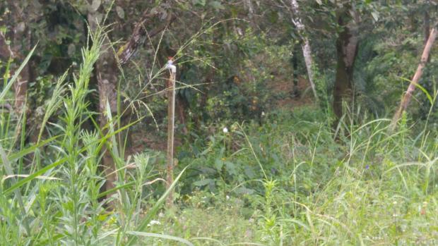 CHIRIQUI, BOQUETE, FINCA UBICADA EN PALMIRA ABAJO, CORREGIMIENTO DE PALMIRA.