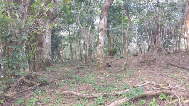 CHIRIQUI, BOQUETE, FINCA UBICADA EN PALMIRA ABAJO, CORREGIMIENTO DE PALMIRA.