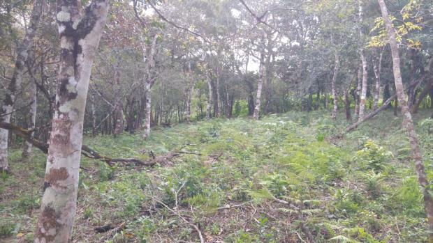CHIRIQUI, BOQUETE, FINCA UBICADA EN PALMIRA ABAJO, CORREGIMIENTO DE PALMIRA.