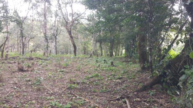 CHIRIQUI, BOQUETE, FINCA UBICADA EN PALMIRA ABAJO, CORREGIMIENTO DE PALMIRA.