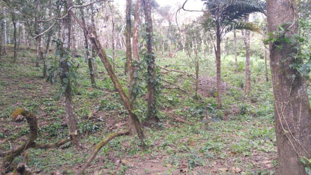 CHIRIQUI, BOQUETE, FINCA UBICADA EN PALMIRA ABAJO, CORREGIMIENTO DE PALMIRA.