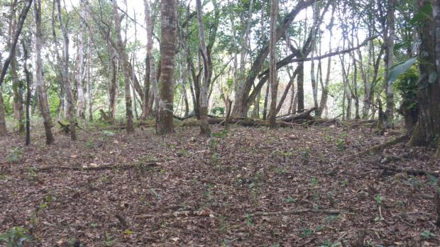 CHIRIQUI, BOQUETE, FINCA UBICADA EN PALMIRA ABAJO, CORREGIMIENTO DE PALMIRA.
