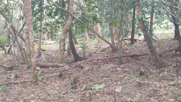 CHIRIQUI, BOQUETE, FINCA UBICADA EN PALMIRA ABAJO, CORREGIMIENTO DE PALMIRA.