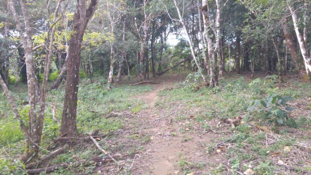 CHIRIQUI, BOQUETE, FINCA UBICADA EN PALMIRA ABAJO, CORREGIMIENTO DE PALMIRA.