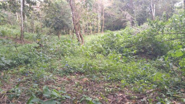 CHIRIQUI, BOQUETE, FINCA UBICADA EN PALMIRA ABAJO, CORREGIMIENTO DE PALMIRA.