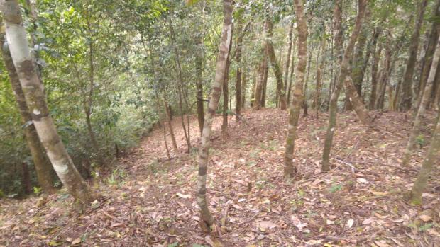 CHIRIQUI, BOQUETE, FINCA UBICADA EN PALMIRA ABAJO, CORREGIMIENTO DE PALMIRA.