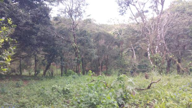 CHIRIQUI, BOQUETE, FINCA UBICADA EN PALMIRA ABAJO, CORREGIMIENTO DE PALMIRA.