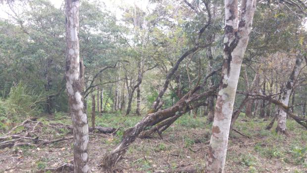 CHIRIQUI, BOQUETE, FINCA UBICADA EN PALMIRA ABAJO, CORREGIMIENTO DE PALMIRA.