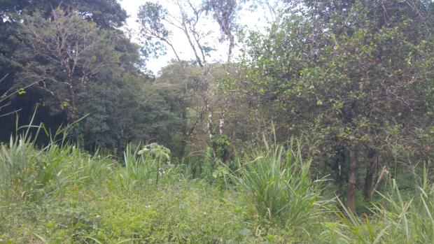 CHIRIQUI, BOQUETE, FINCA UBICADA EN PALMIRA ABAJO, CORREGIMIENTO DE PALMIRA.