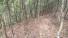 CHIRIQUI, BOQUETE, FINCA UBICADA EN PALMIRA ABAJO, CORREGIMIENTO DE PALMIRA.