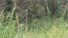 CHIRIQUI, BOQUETE, FINCA UBICADA EN PALMIRA ABAJO, CORREGIMIENTO DE PALMIRA.