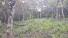 CHIRIQUI, BOQUETE, FINCA UBICADA EN PALMIRA ABAJO, CORREGIMIENTO DE PALMIRA.