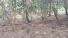 CHIRIQUI, BOQUETE, FINCA UBICADA EN PALMIRA ABAJO, CORREGIMIENTO DE PALMIRA.