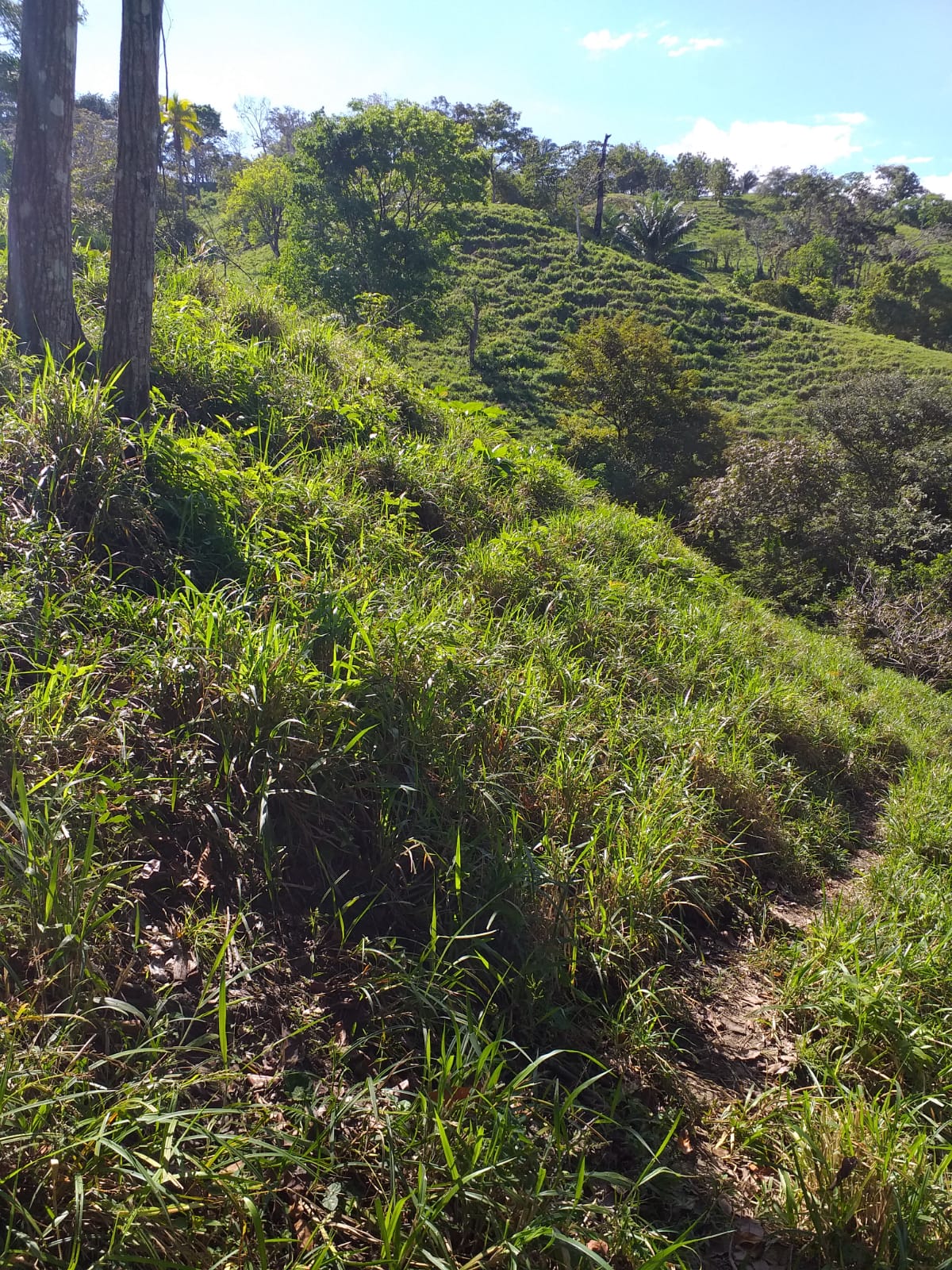 CHIRIQUI, BARU, OCEAN VIEW FARM LOCATED IN SAN BARTOLO.