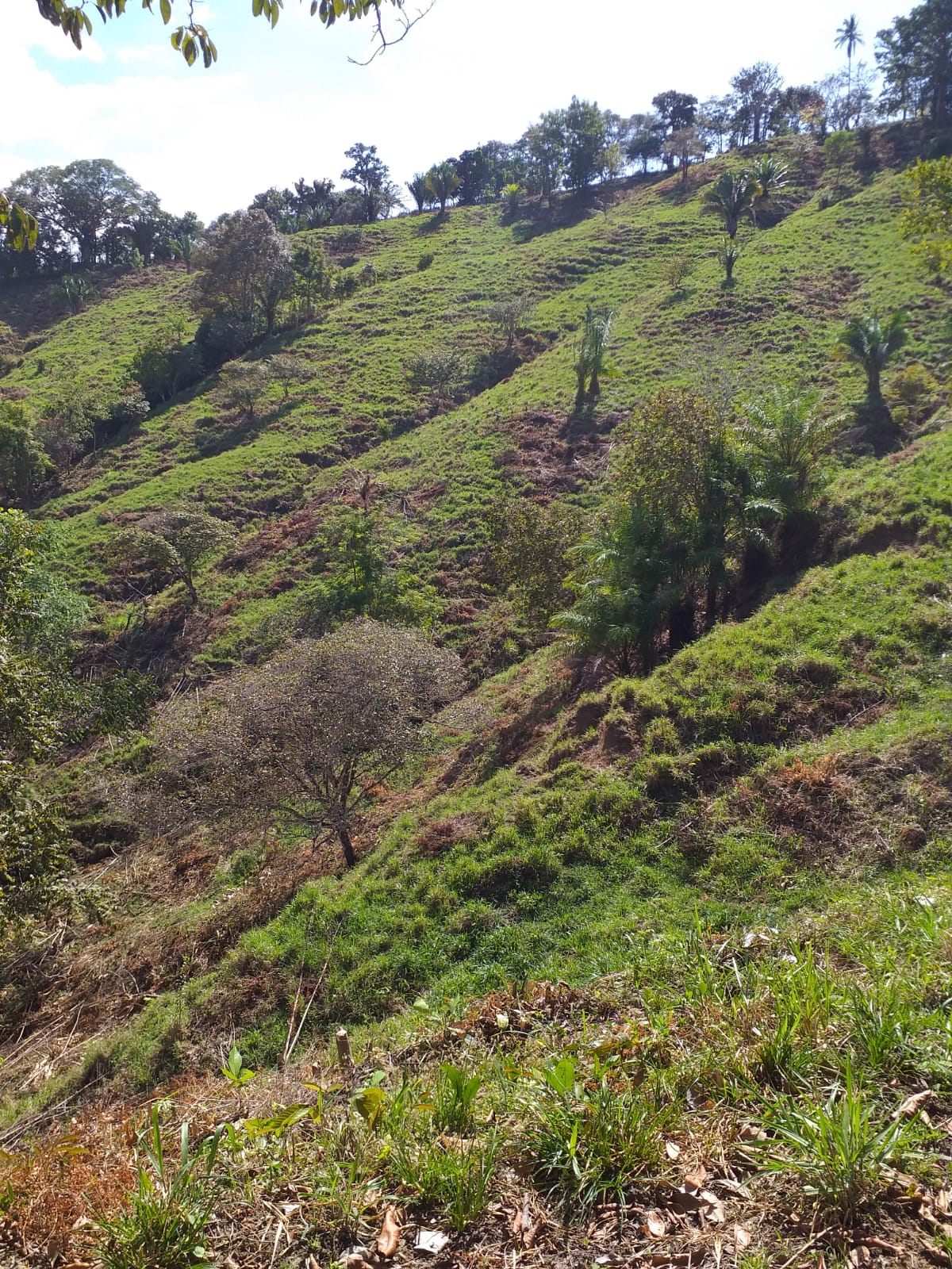 CHIRIQUI, BARU, OCEAN VIEW FARM LOCATED IN SAN BARTOLO.