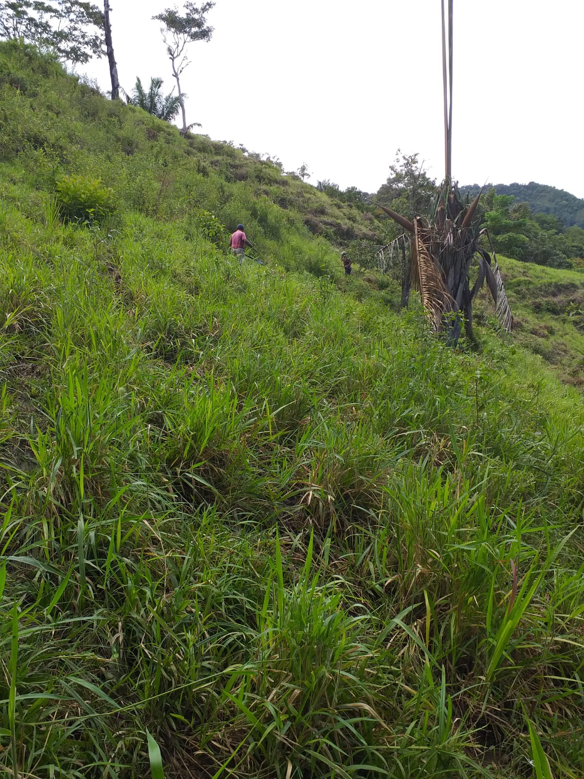 CHIRIQUI, BARU, OCEAN VIEW FARM LOCATED IN SAN BARTOLO.