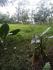 CHIRIQUI, BUGABA, SMALL FARM WITH HIGHWAY FRONTAGE IN LA ESTRELLA.