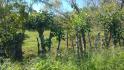 CHIRIQUI, BUGABA, SMALL FARM WITH HIGHWAY FRONTAGE IN LA ESTRELLA.