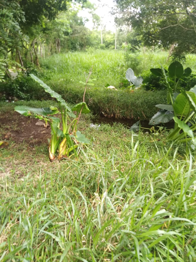 CHIRIQUI, BUGABA, SMALL FARM WITH HIGHWAY FRONTAGE IN LA ESTRELLA.