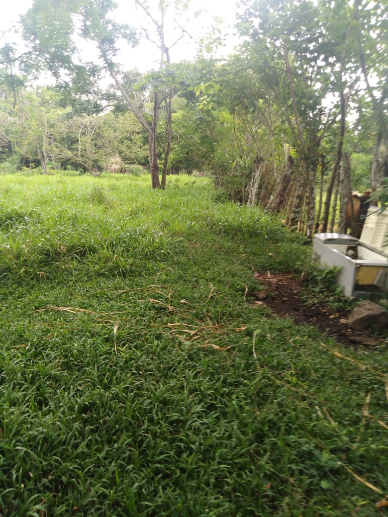 CHIRIQUI, BUGABA, SMALL FARM WITH HIGHWAY FRONTAGE IN LA ESTRELLA.